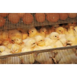 Treillis Soudé Galvanisé 6.5x6.5mm