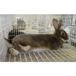 Treillis soudé galvanisé 25x13mm