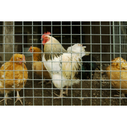 Treillis soudé galvanisé 25x25mm