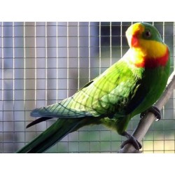 Treillis soudé galvanisé 19x19mm